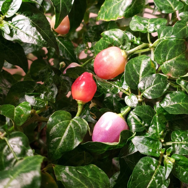 Aji Pink Mango Setzling #141