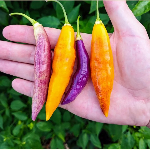 Aji Challuaruro Samen #107