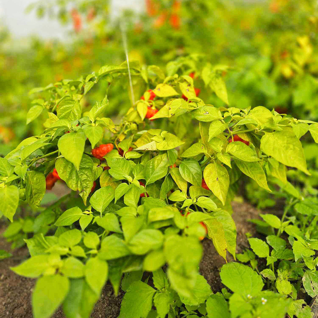 Aji Cachucha Setzling #26