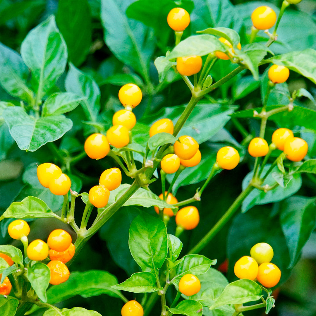 Aji Charapita Setzling #140