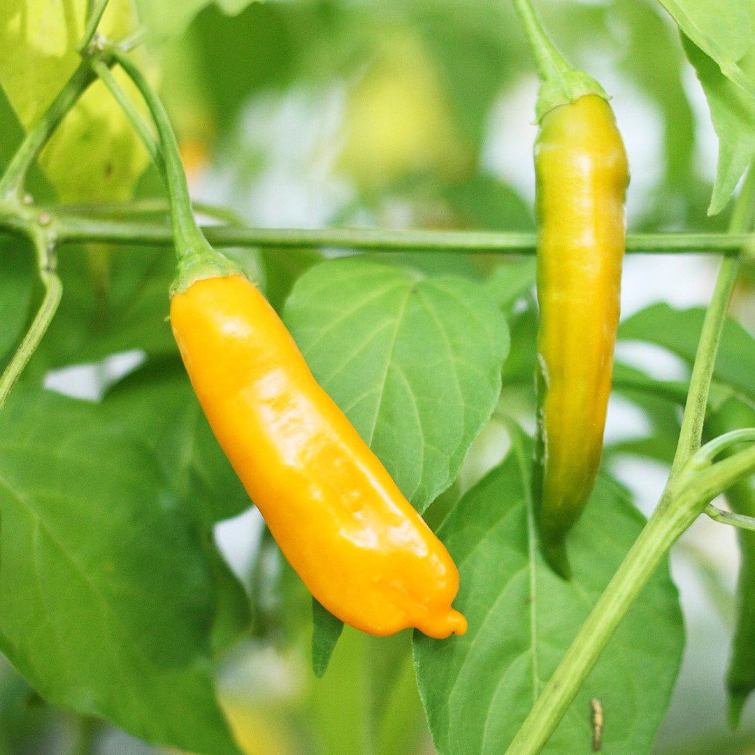 Aji Chinchi Amarillo Setzling #43