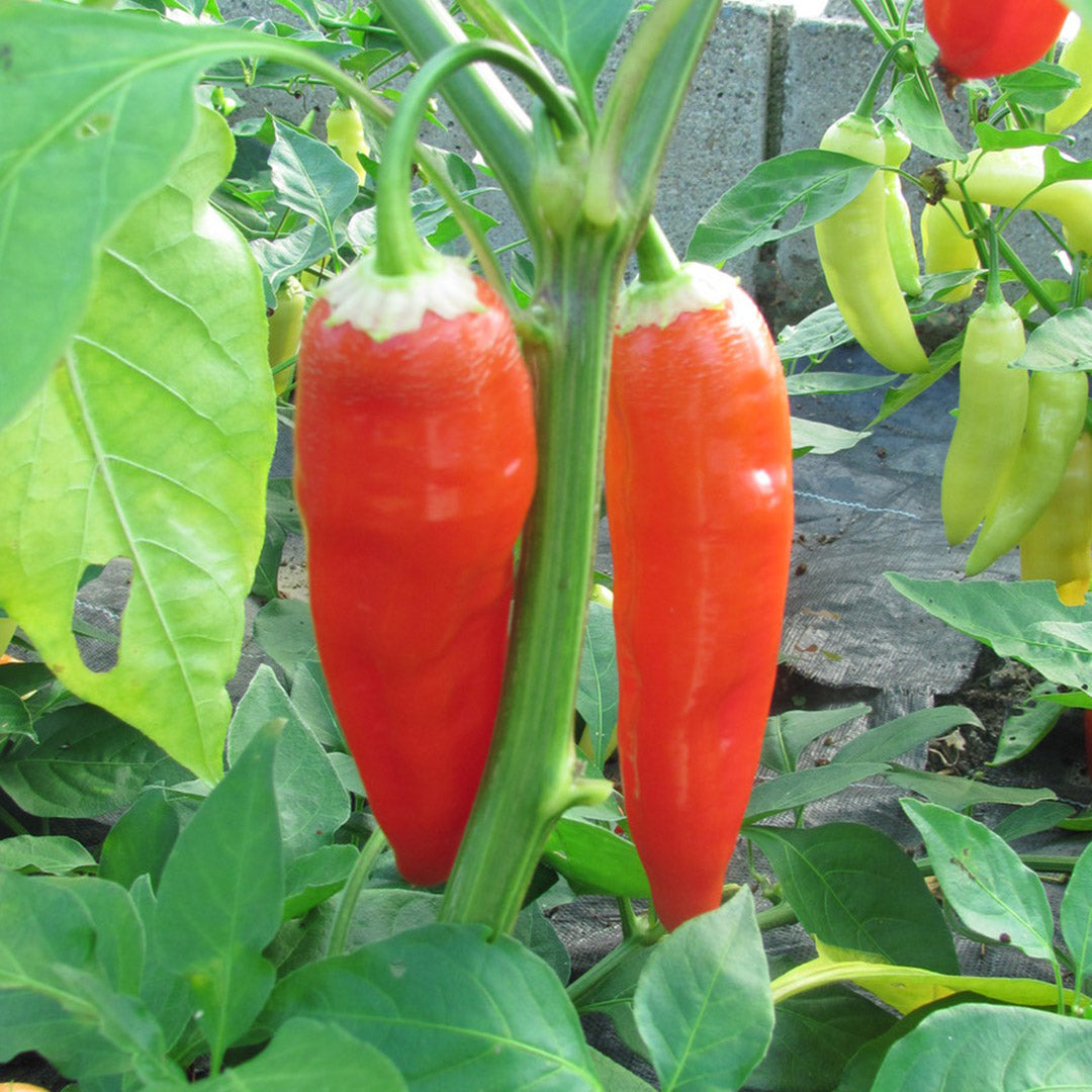 Aji Cristal Setzling #31