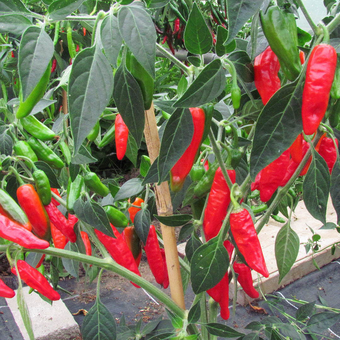 Aji Dedo de Moça Setzling #45