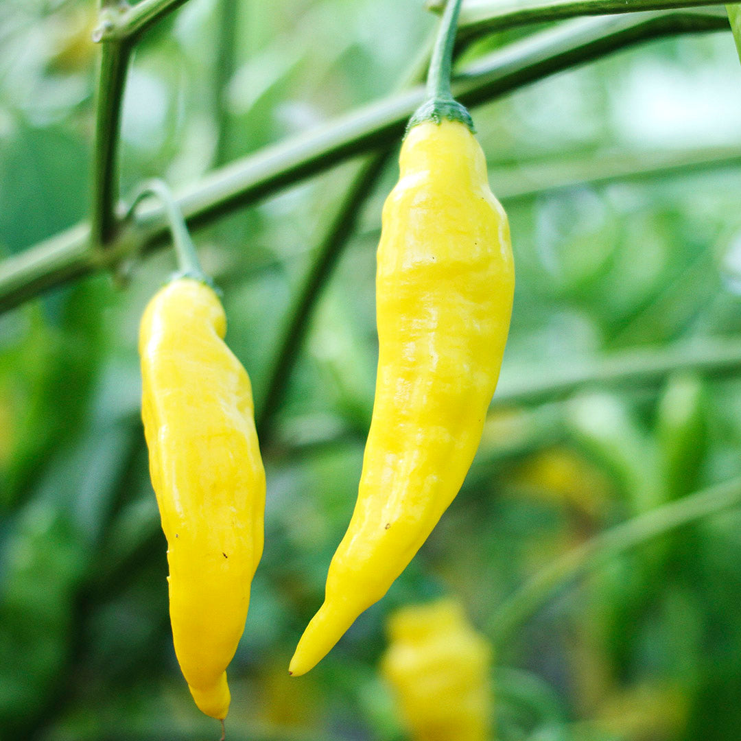 Aji Lemon Drop Setzling #1