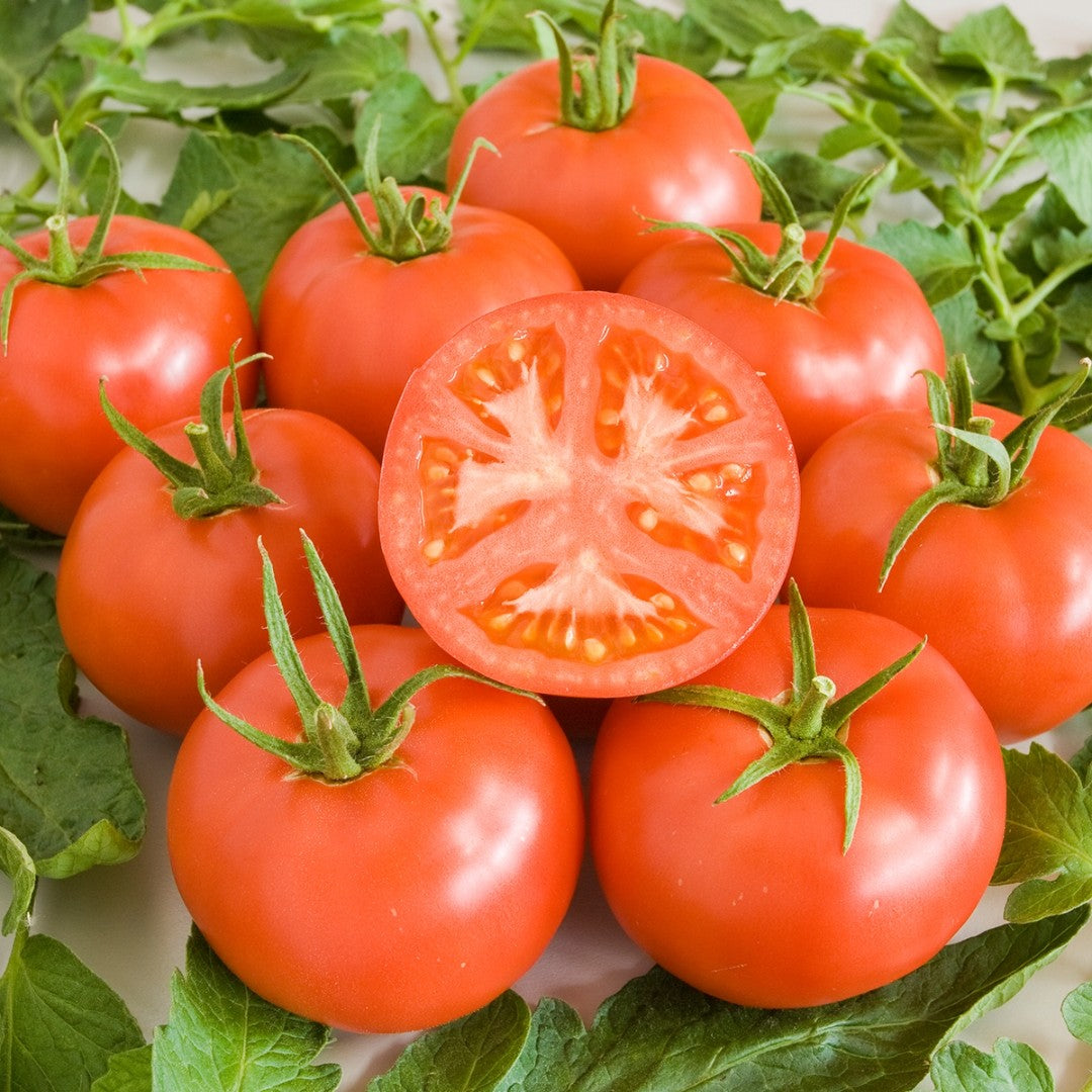 Berner Rosen Setzling