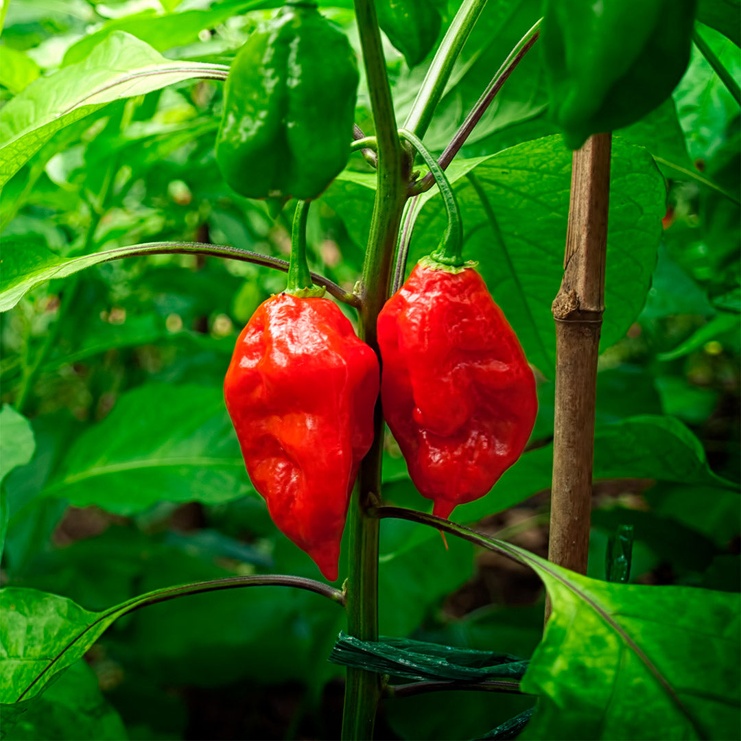 Bhut Jolokia Setzling #51