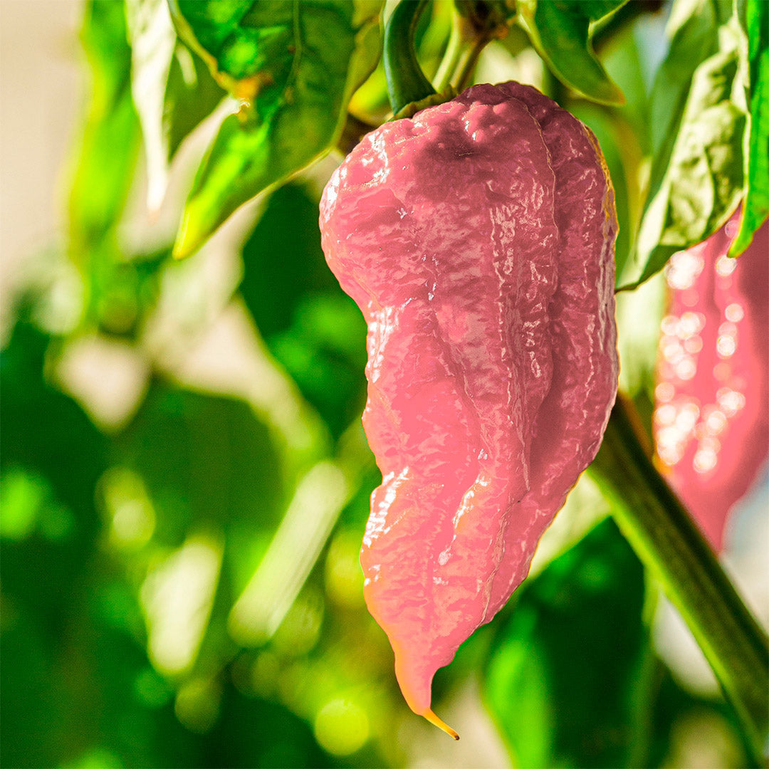 Bhut Jolokia white Samen #188