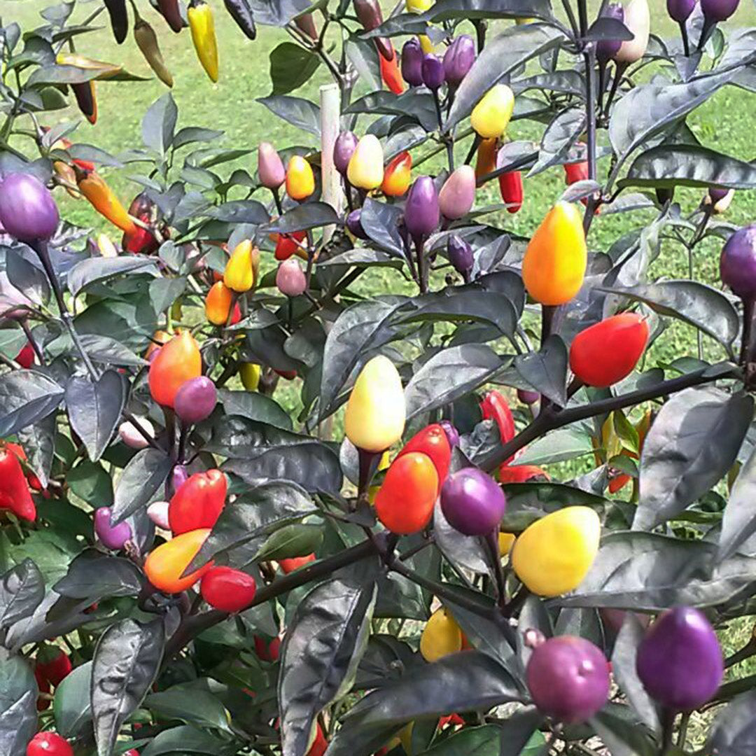 Bolivian Rainbow Setzling #55