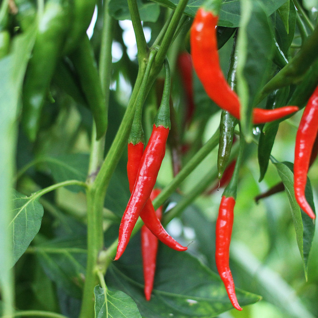 Chile De Árbol Setzling #27