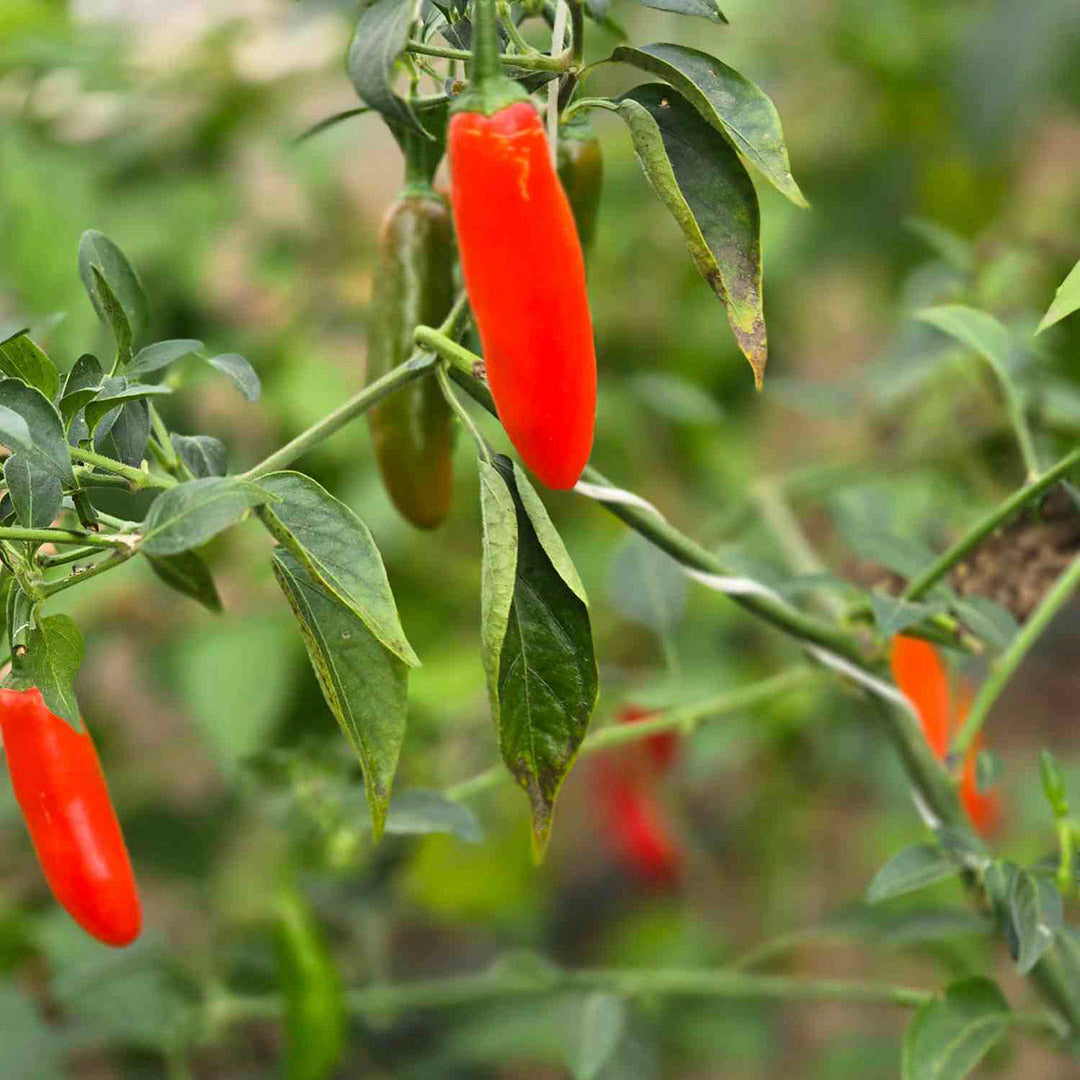 Chile Serrano Setzling #20