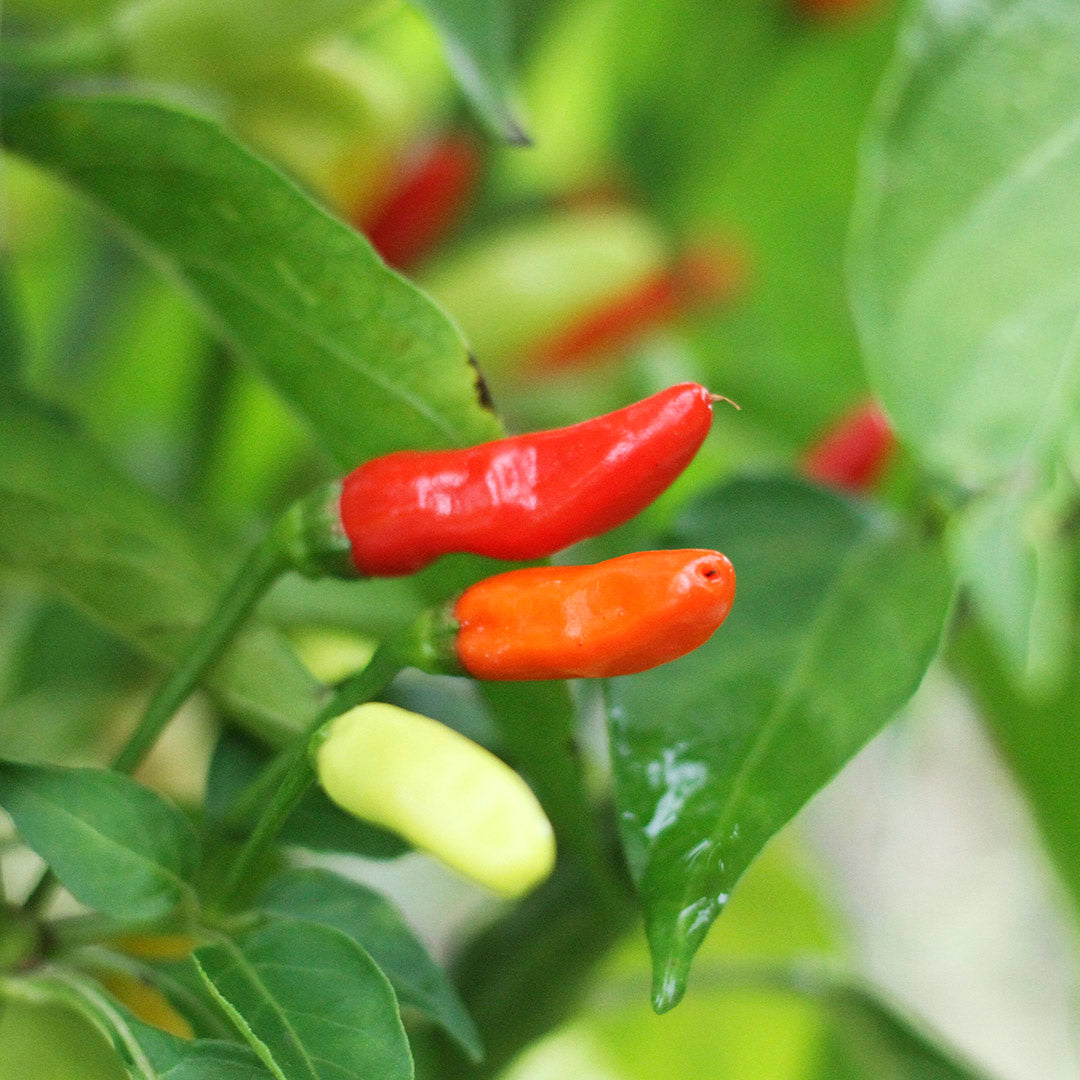 Chile Tabasco Setzling #18