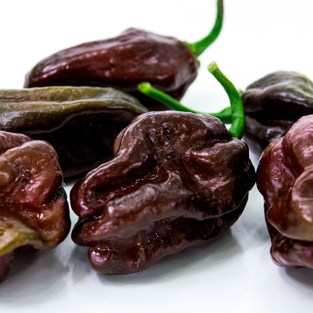 Chocolate Habanero Setzling #100