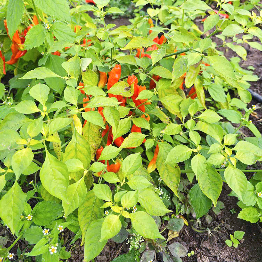 Dorset Naga F1 Setzling #162