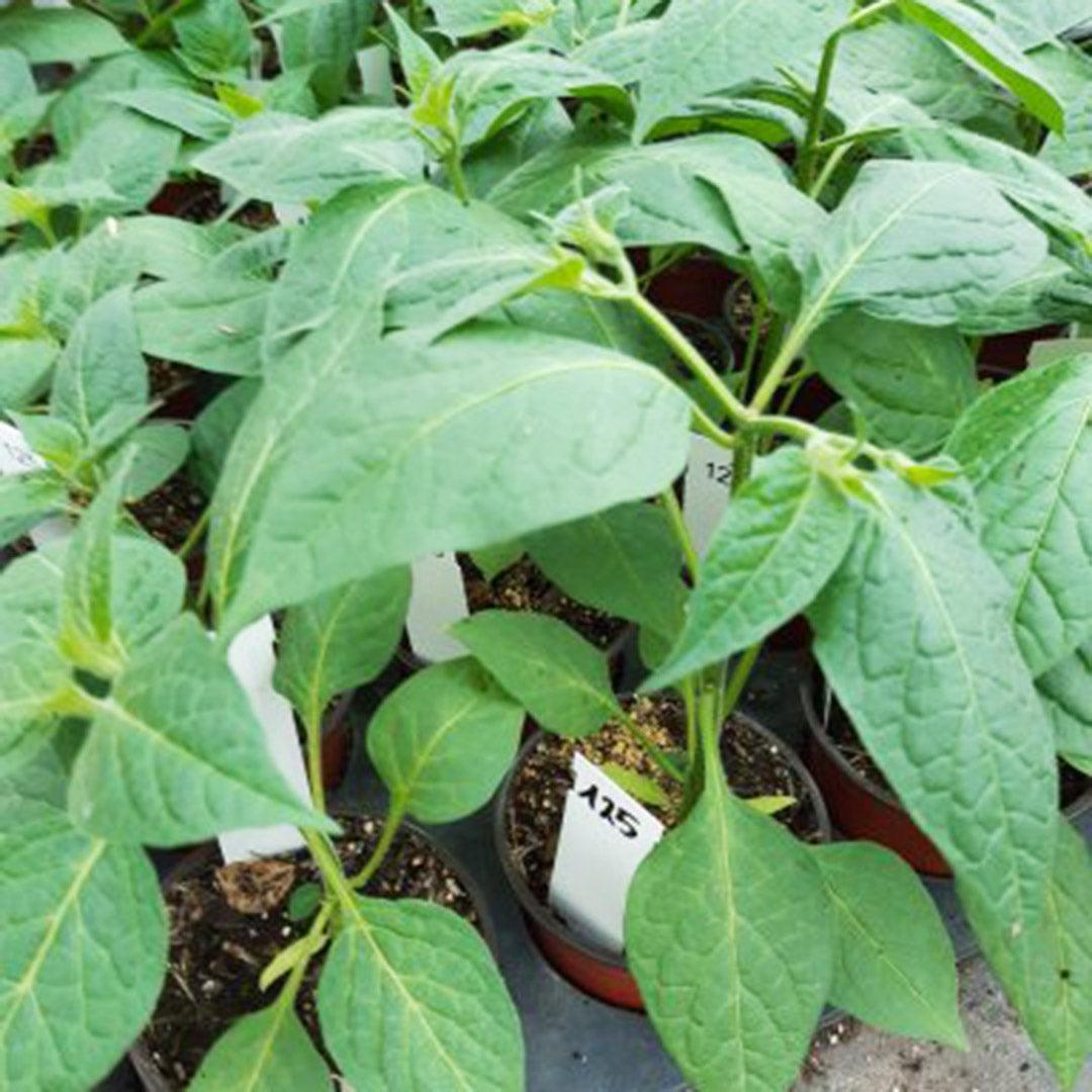 Guatemalteca Roja Setzling #125