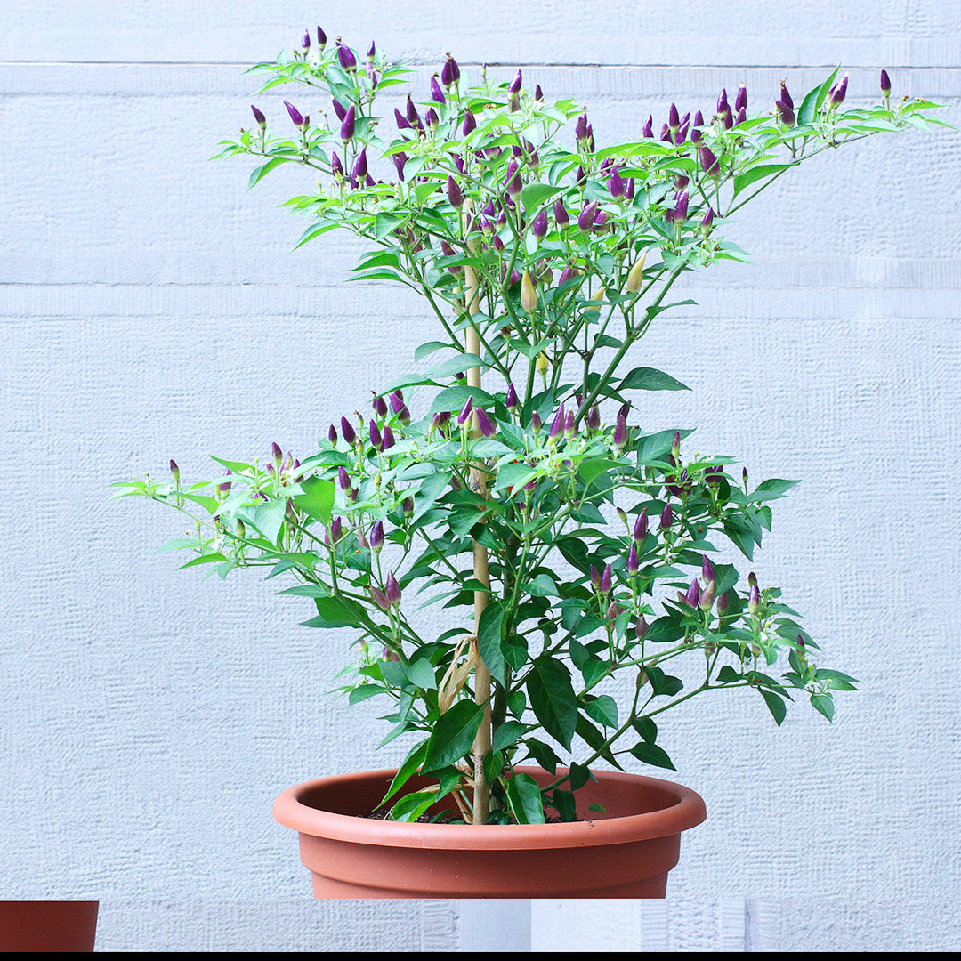 Numex Twilight Setzling #81