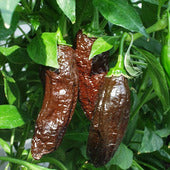Aji Panca Setzling #6