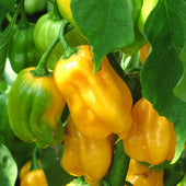 Golden Habanero Samen #16