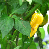 Fatalii Yellow Setzling #48