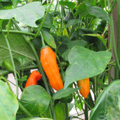 Aji Queen Laurie Setzling #97