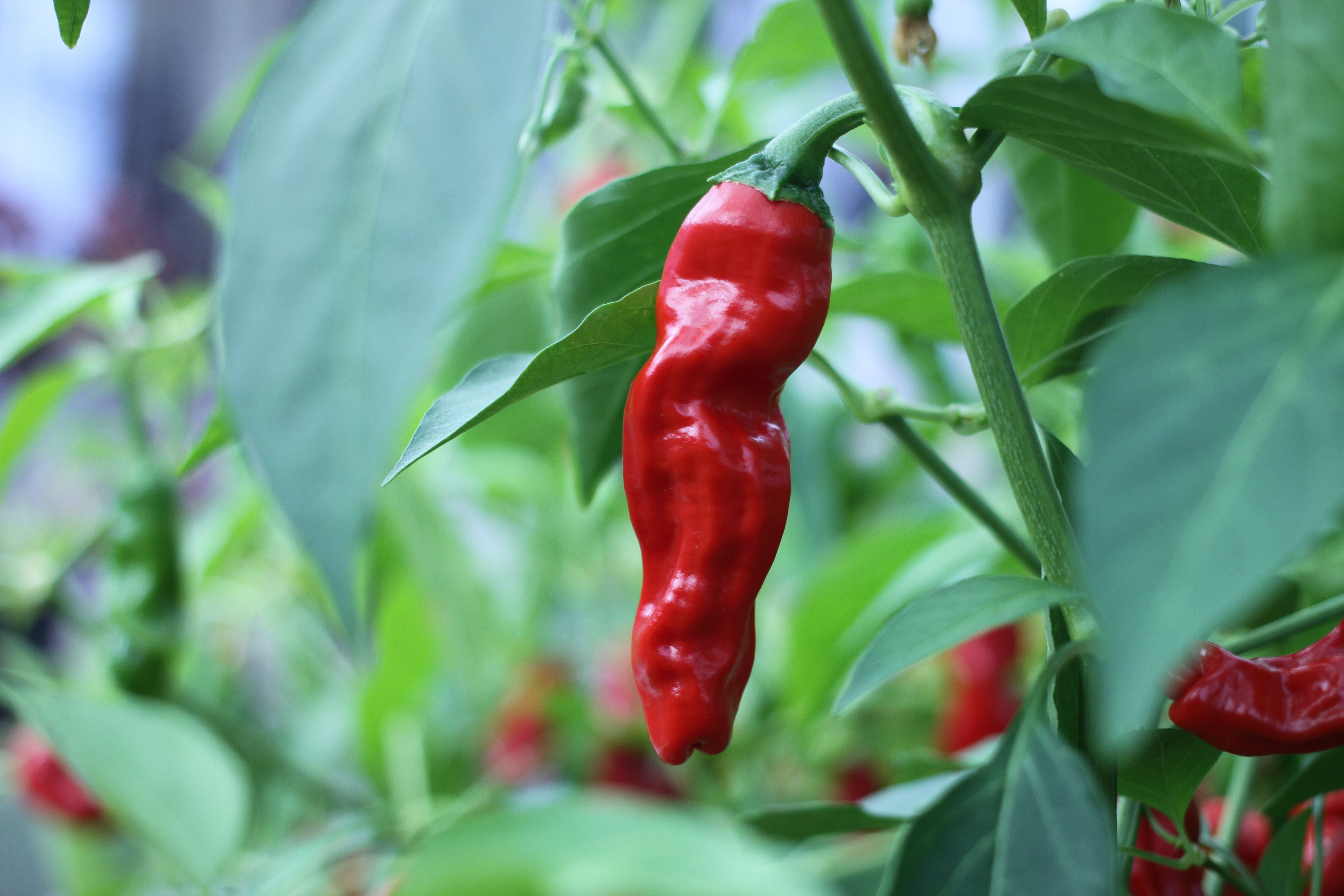 Penis Pepper Samen #107