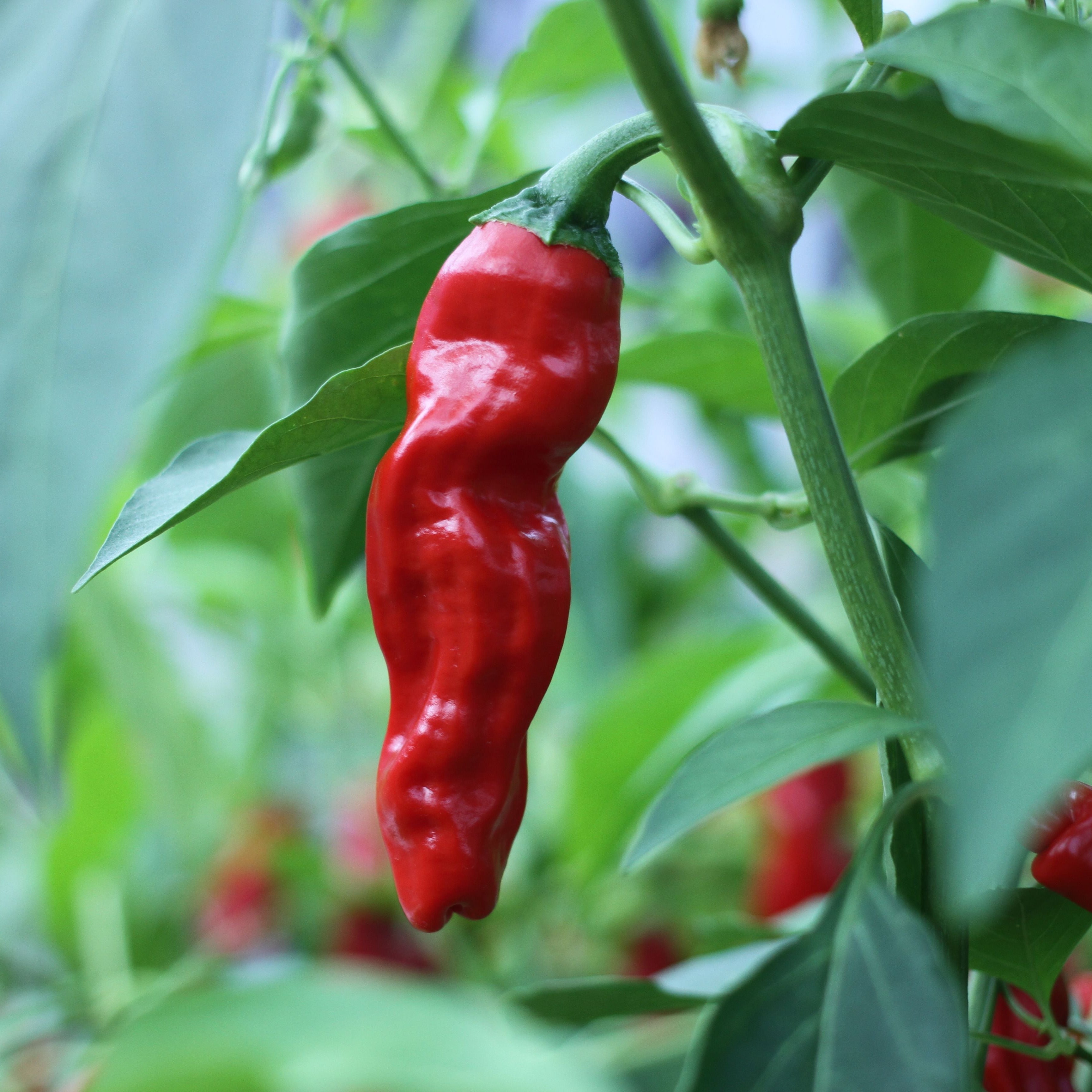 Penis Pepper Samen #107