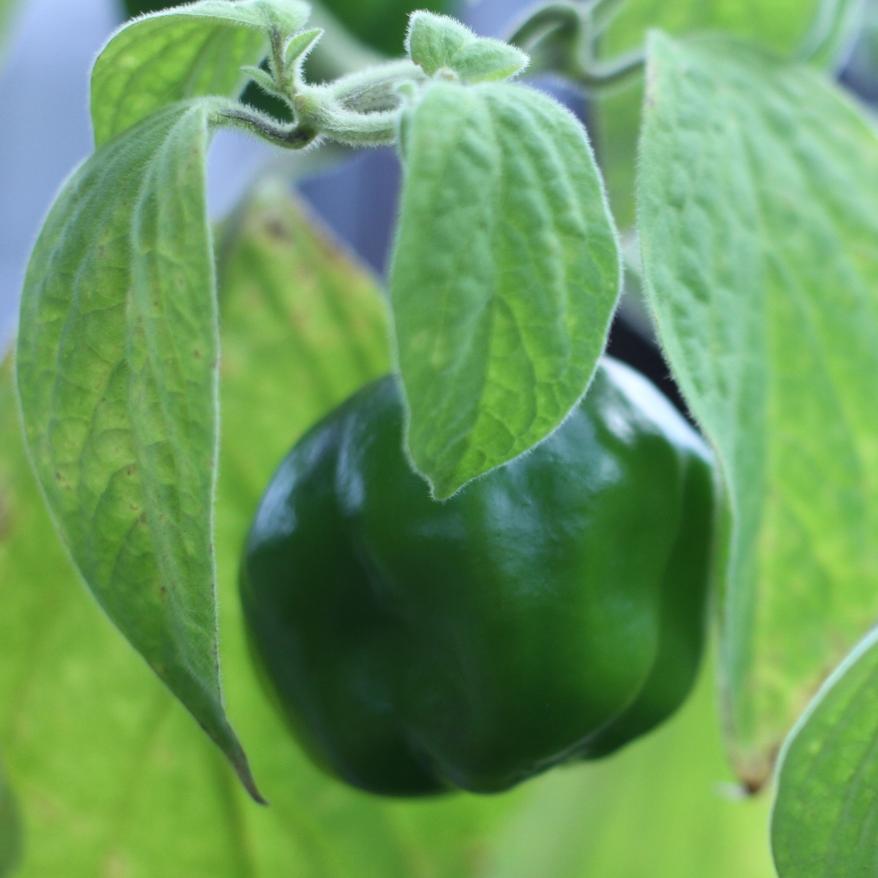 Locoto de la Noni Setzling #108