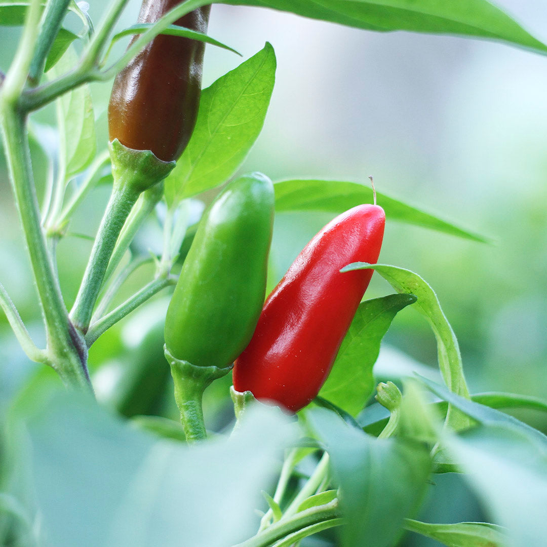 Peperoncino Fiorentina Setzling #8