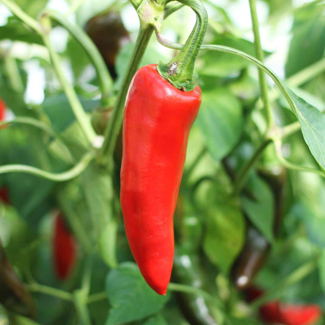 Piment d'Espelette Setzling #35