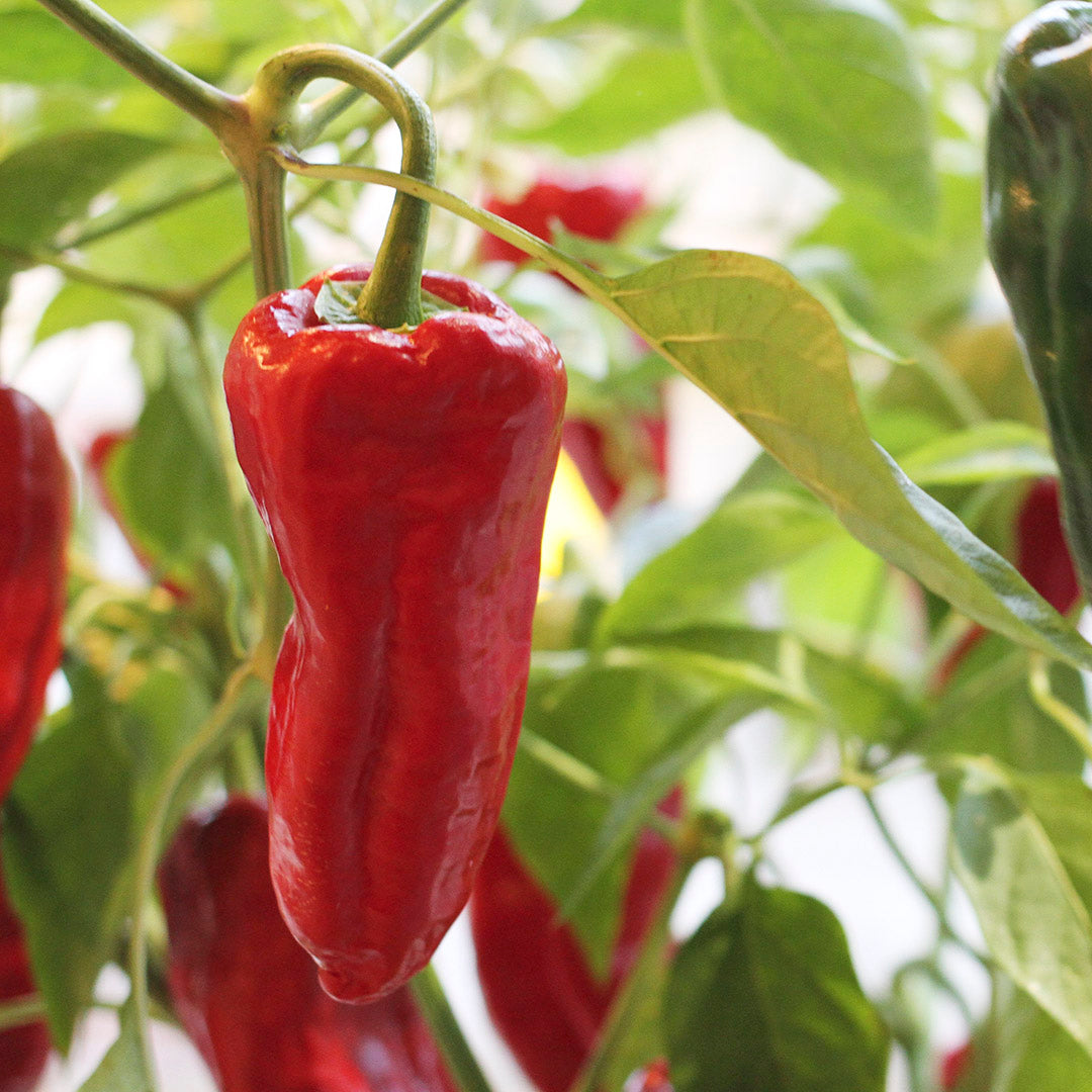 Pimiento de Padrón Setzling #63