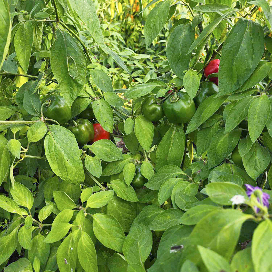 Rocoto Arequipa Grande Setzling #134