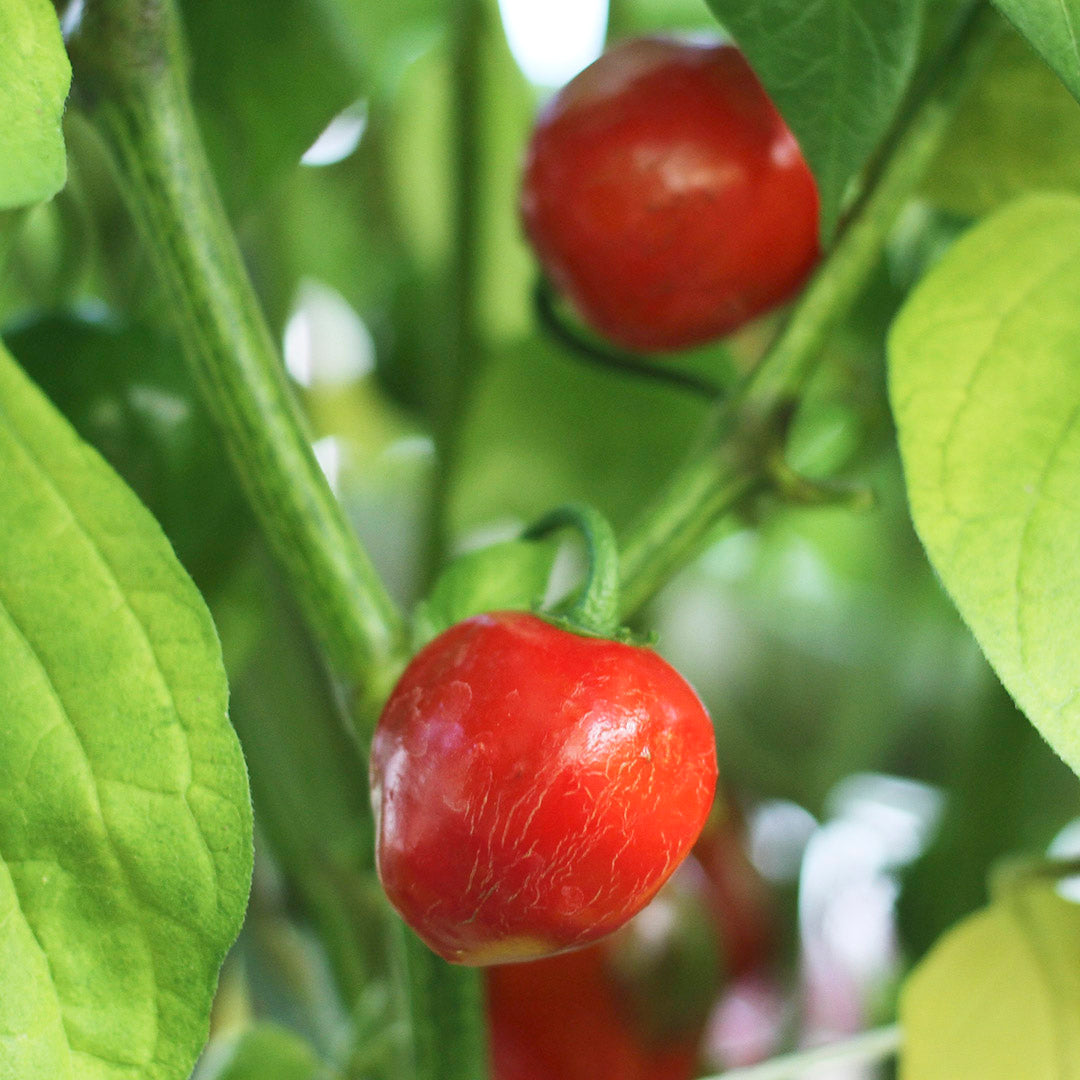 Rocoto Péron Setzling #34