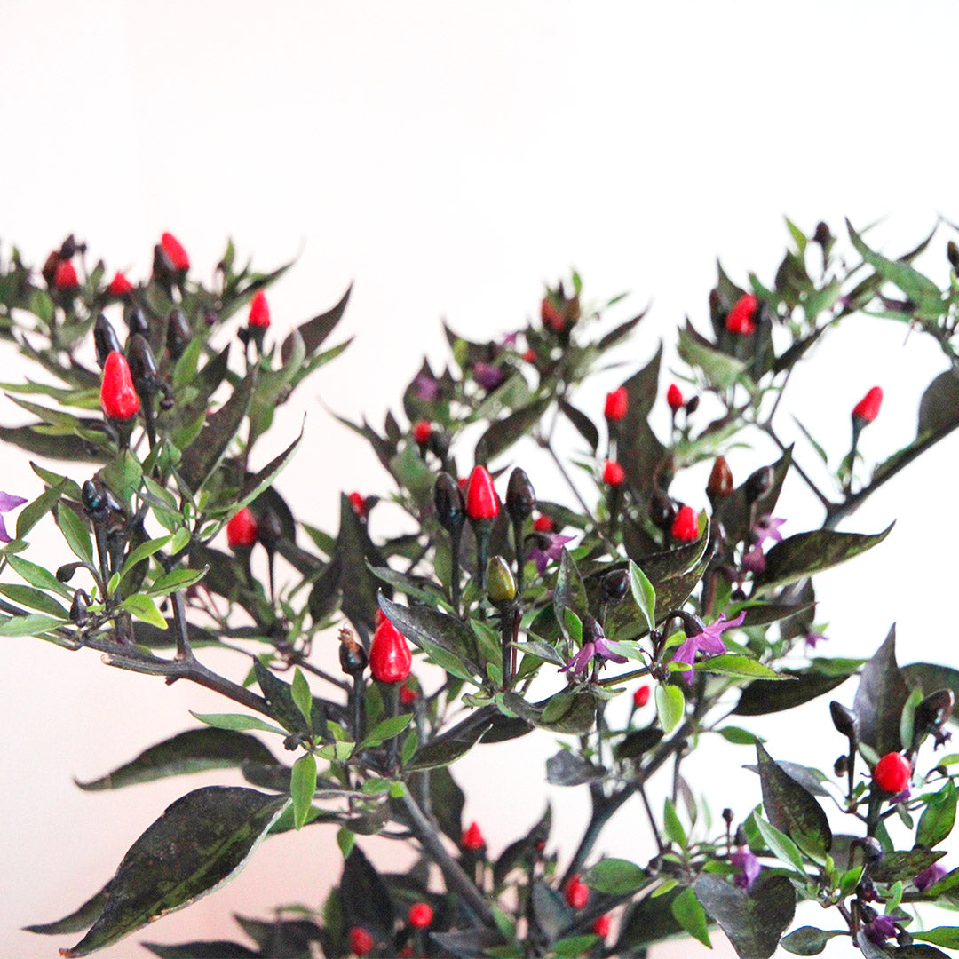 Royal Black Setzling #143