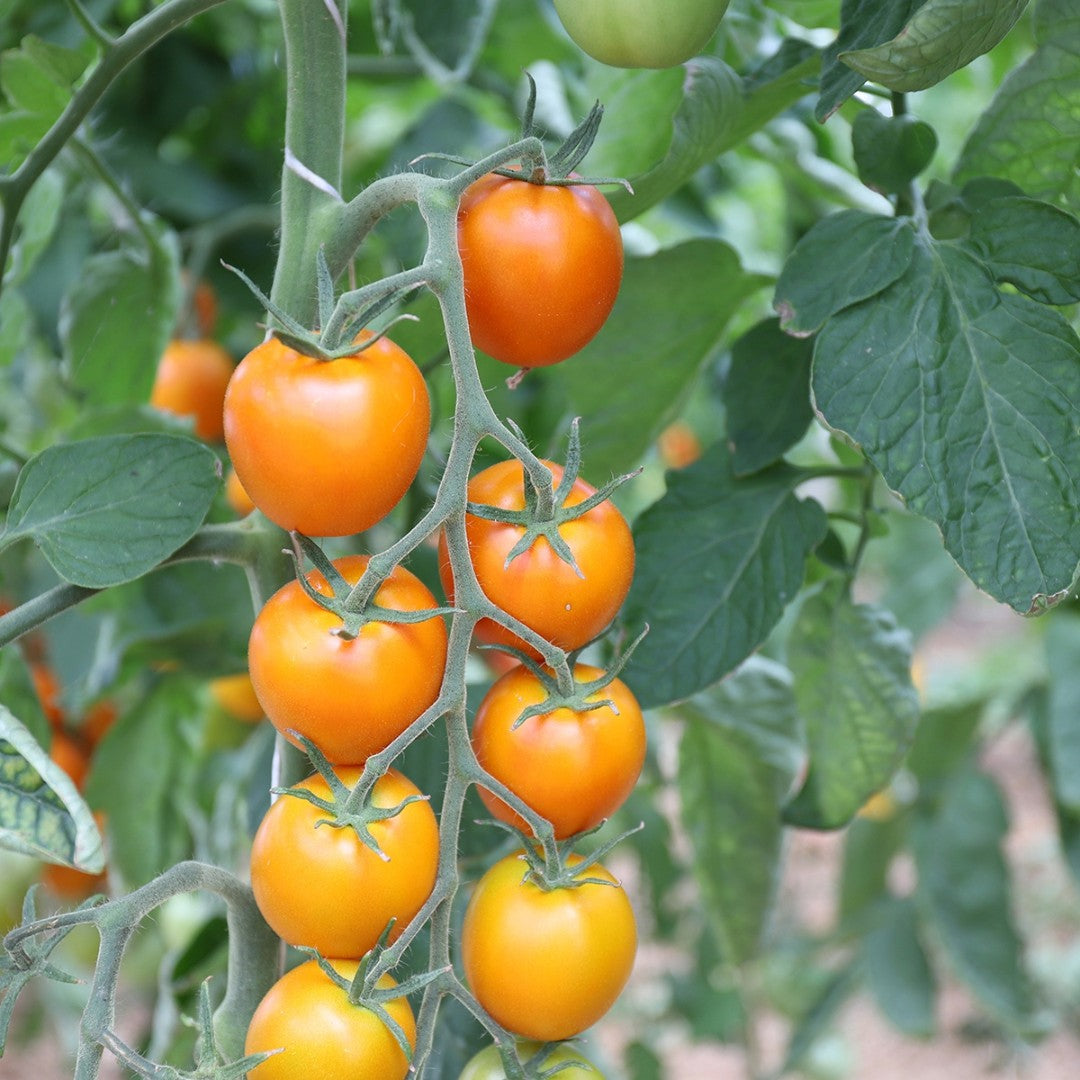 Salattomate Auriga Setzling