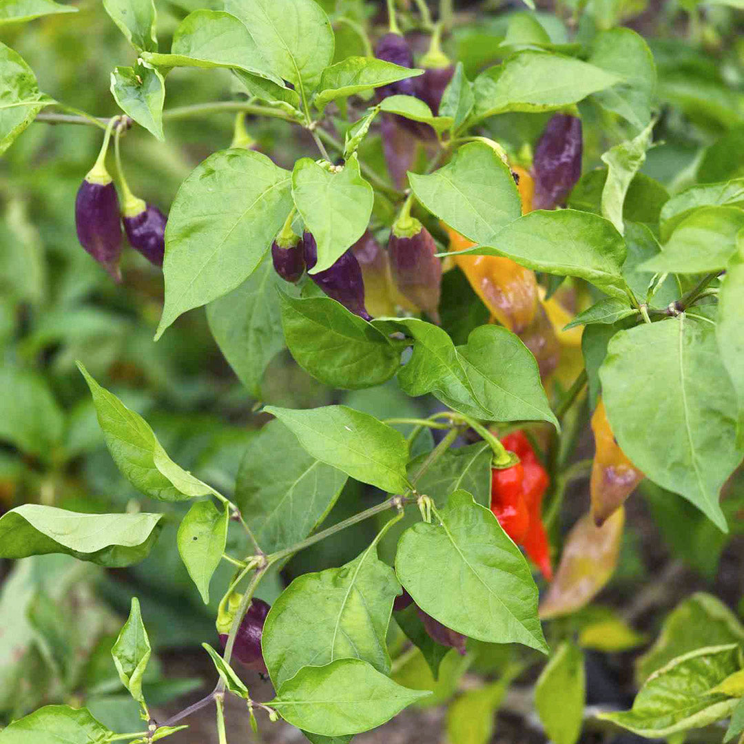 Scarlet Lantern Setzling #117