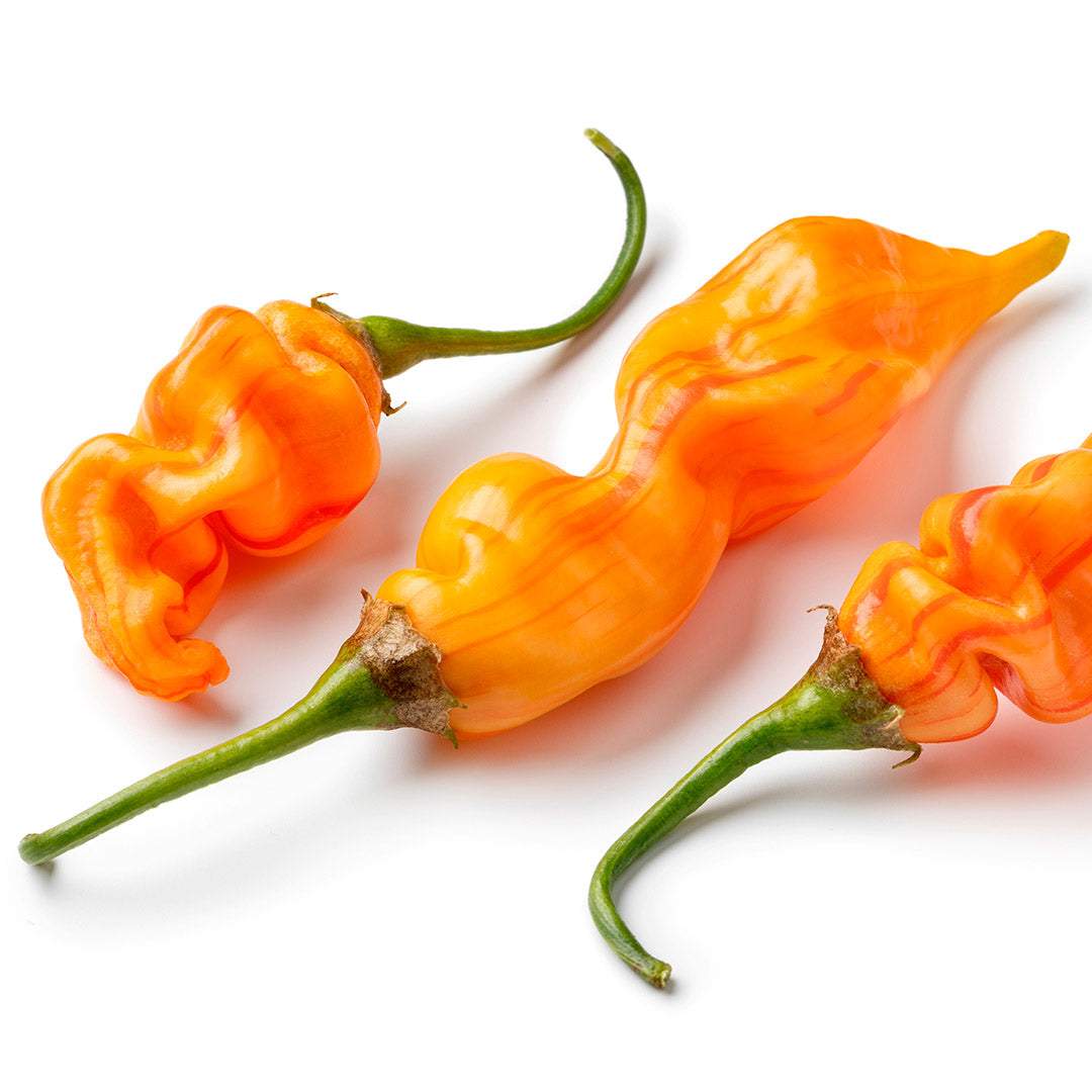 Sugar Rush Stripey Setzling #175