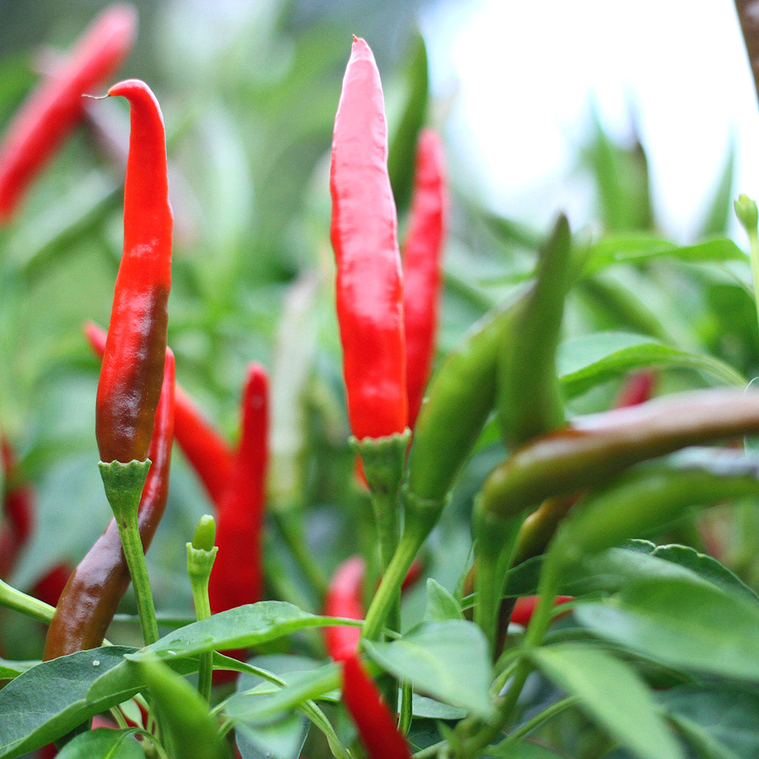 Thai Ladyfinger Setzling #80