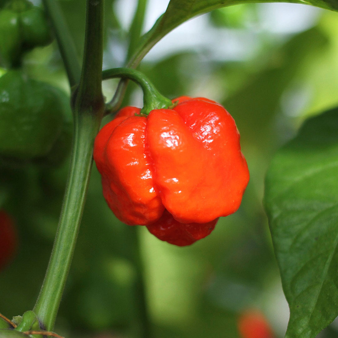 Trinidad Moruga Scorpion Setzling #90