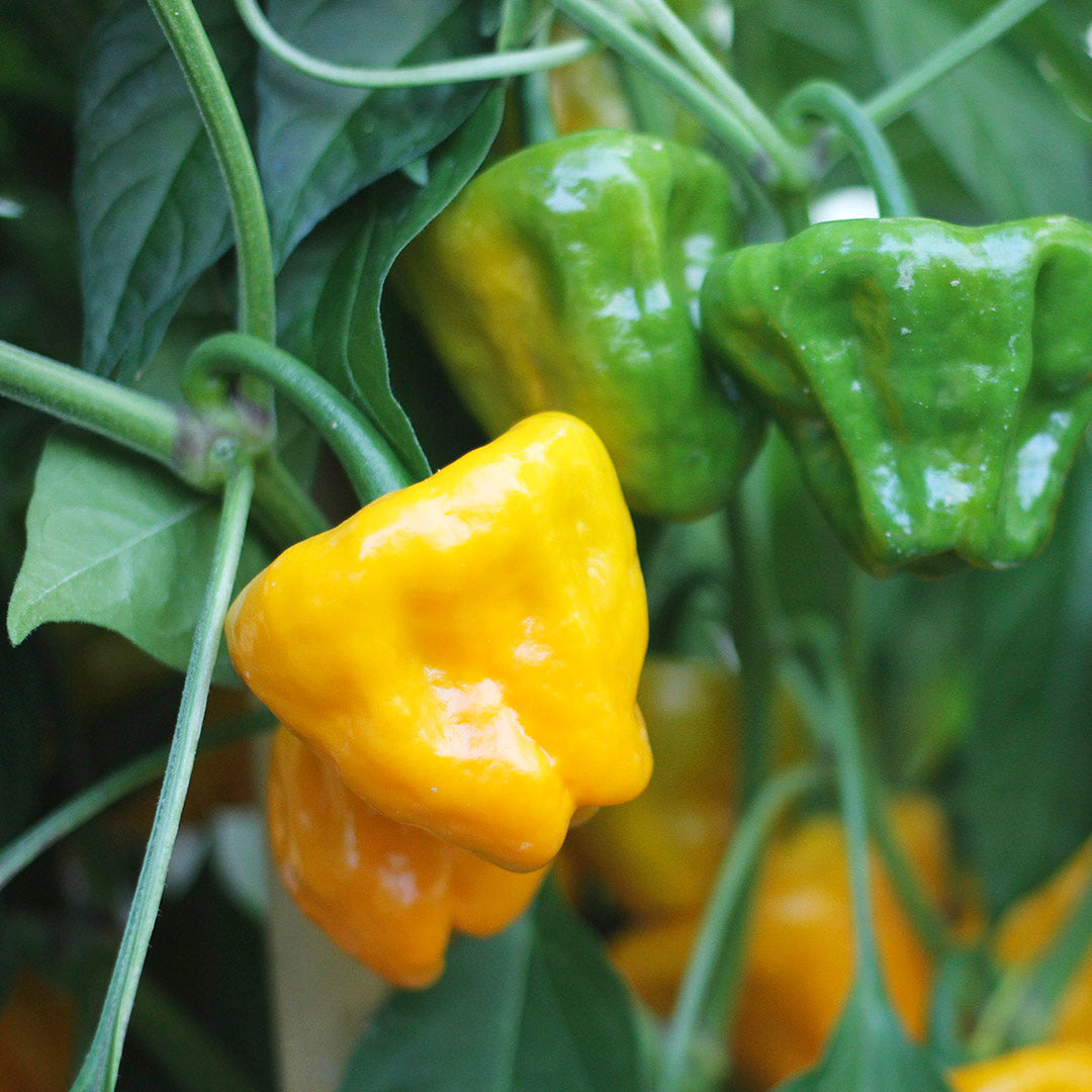 Yellow Scotch Bonnet F1 Setzling #72