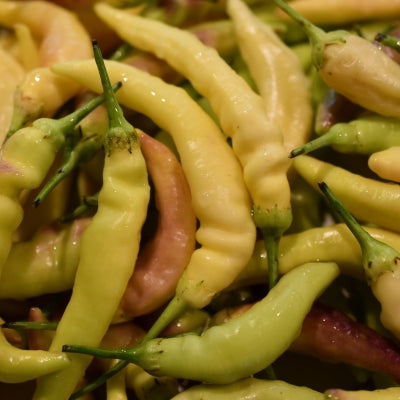 Aji Lemon Drop frisch #1