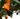 Scorpion Tongue Setzling #94