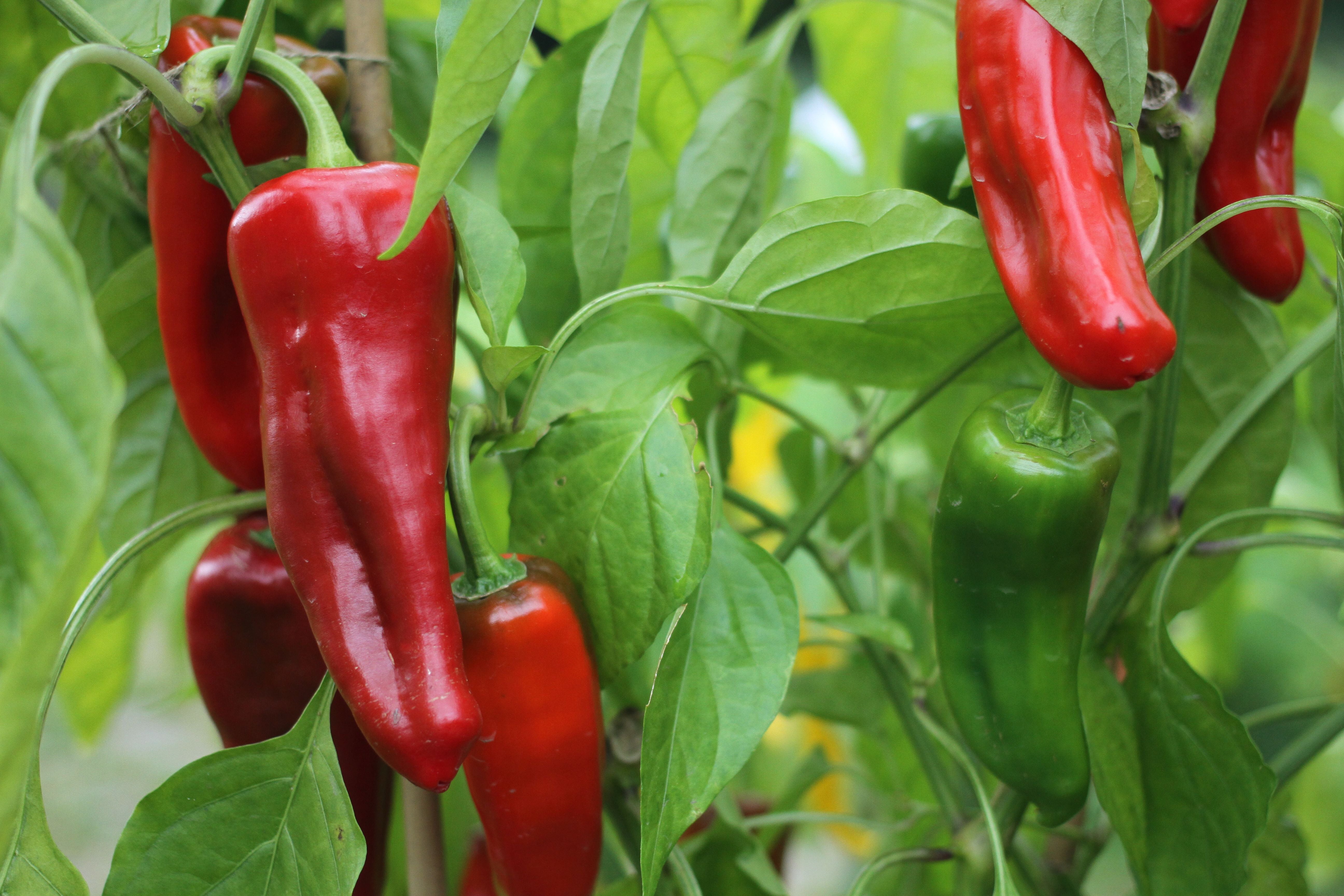 Chile Anaheim Setzling #30