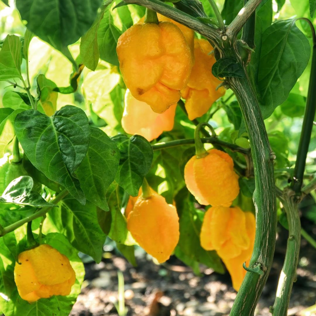 Carolina Reaper yellow F1 Samen #159