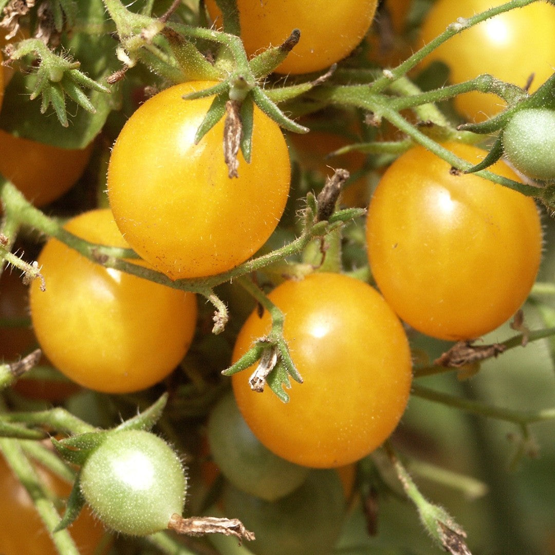 Gelber Cherry Setzling