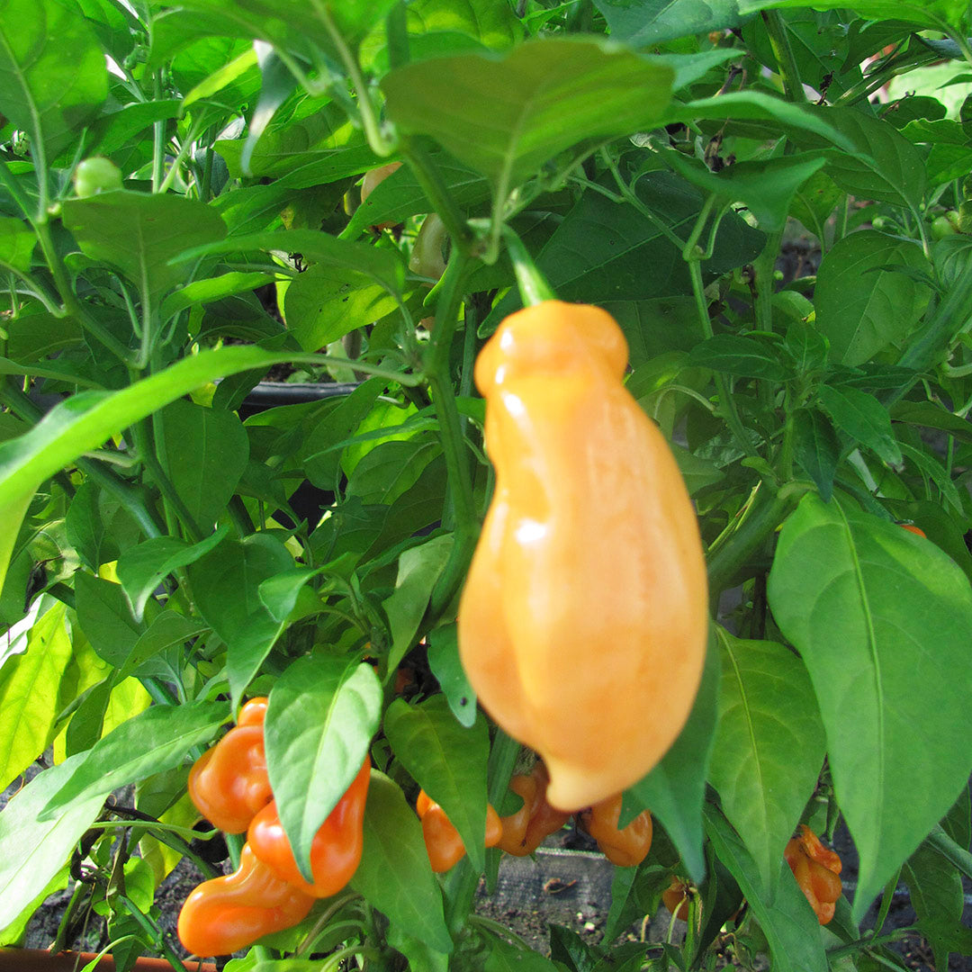 Habanero Peach F1 Samen #66