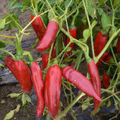 Chile Guajillo Setzling #2