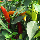 Chile Hot Banana Samen #10