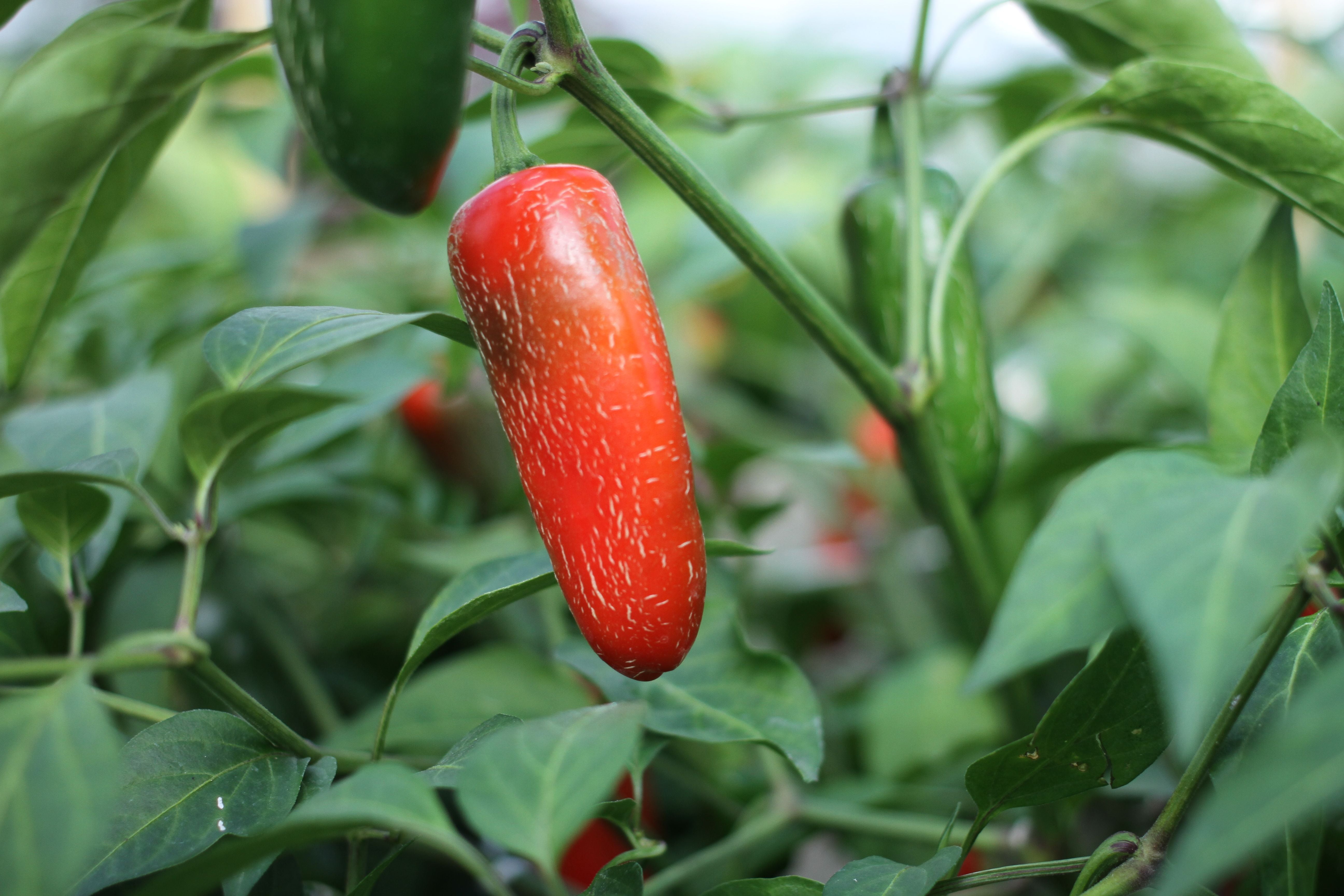 Chile Jalapeño Samen #14