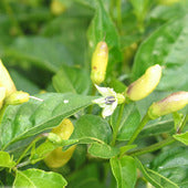 Chile Tabasco Samen #18