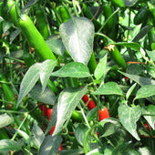Chile Serrano Samen #20
