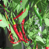 Chile De Árbol Samen #27